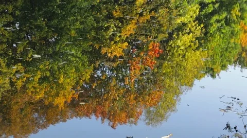 Reflection in water Video stock 82945366