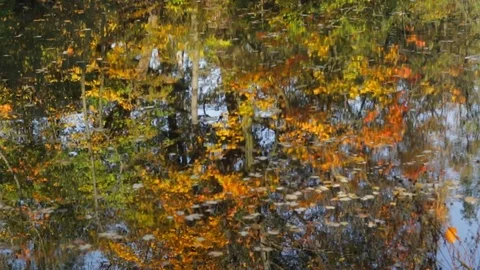 Reflection in water 库存影片 84772209