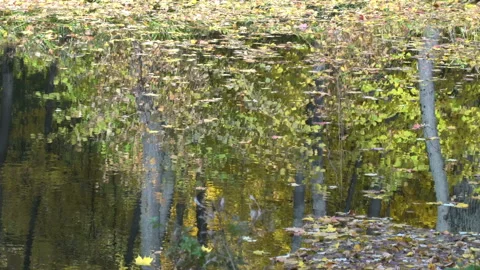 Reflection In Water Vídeo Stock 97653580