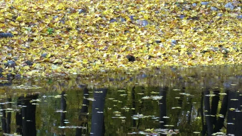 Reflection In Water Video stock 97658853