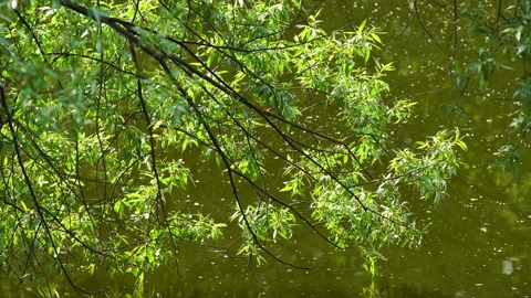 Reflection in water. 動画素材 103463090