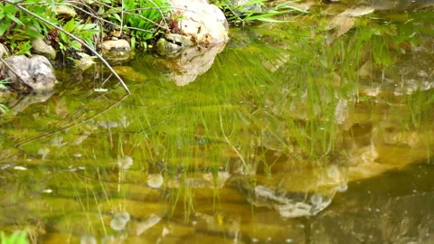 Reflection in water. Video stock 103464047