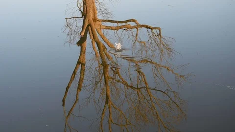 Reflection on the water Stock Footage 105097991