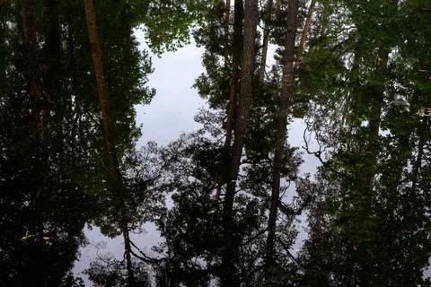 Reflection in the water of a forest river tree Stock Photos