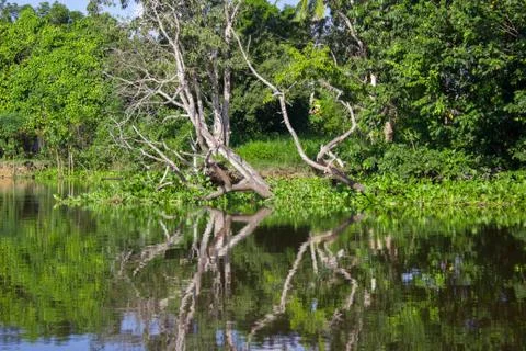 Reflection in the water of a forest tree Stock Photos