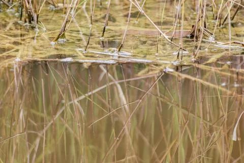 The reflection on the water of the grass growing in a pond 스톡 사진