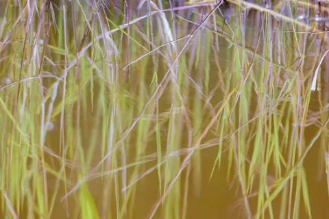 The reflection on the water of the grass growing in a pond 스톡 사진