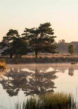 Reflection in the water of large trees, sheep walking by Stock Photos