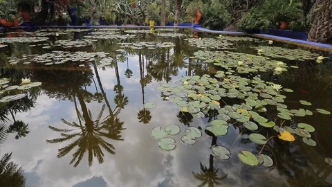 Reflection on the water of the Majorelle gardens Stock Footage 99289037