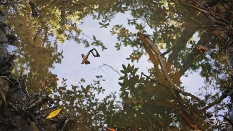 Reflection in water of mangrove trees Video stock 307877596