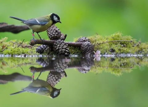 Reflection in the water Stock Photos