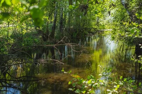 Reflection in the water of plants growing here on the bank of a small pond Stock Photos