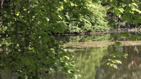 Reflection from water is played on the leaves. Stock Footage 130348494