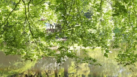 Reflection from water is played on the leaves. Stock Footage 130348685