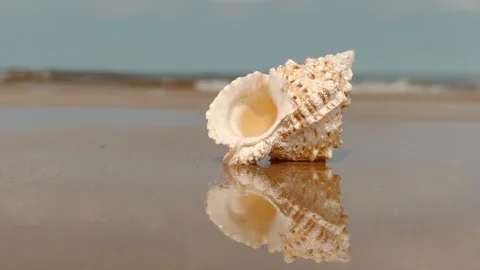Reflection in water of Queen conch seashell. Tourism promotion video ideas 4K Stockbeeldmateriaal 115058485