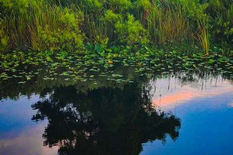Reflection in the water of a sunset and tree Stock Photos