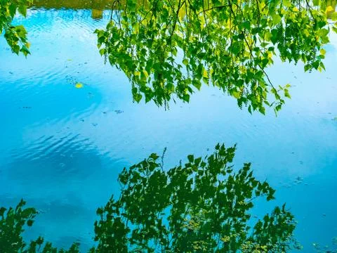 Reflection in the water surface a branch of poplar  tree Stock Photos