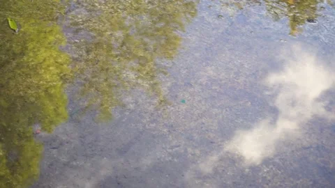 Reflection in the water of a tree and sky with clouds. Stock Footage 219495861