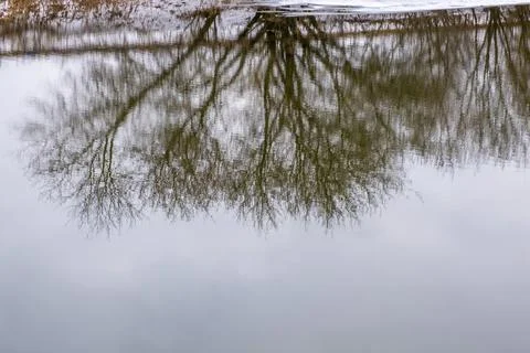 Reflection in the water of tree branches without leaves on a cloudy day. Stock Photos