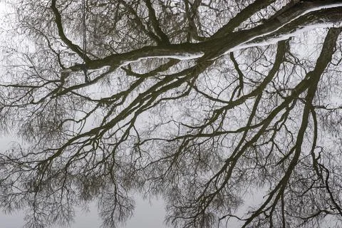 Reflection in the water of tree branches without leaves on a cloudy day. Stock Photos