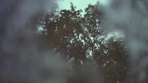 Reflection in Water of Trees With Drops 스톡 동영상 243288518