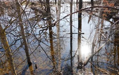 Reflection in the water of trees during the spring flood Фото