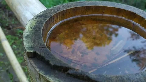 Reflection water view inside bamboo slice after the rain at the forest with worm Video stock 151304120