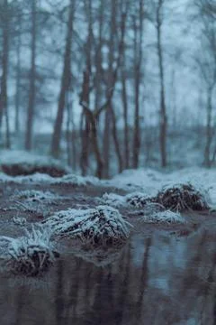 Reflection of water in winter woods Stock Photos