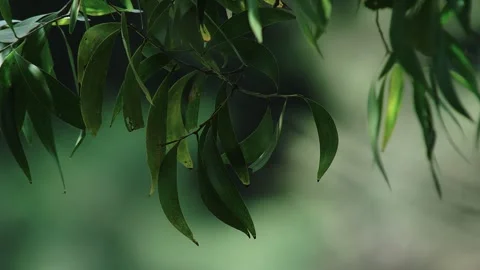 Reflection of waves on leaves of tree. Stock Footage 295804408