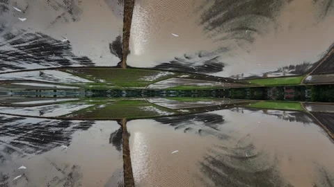 Reflection of white egret fly in calm water creating symmetrical perspective Видео 345397163