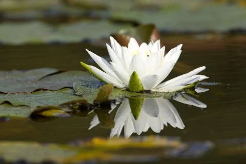 Reflection of a white water lily. Stock Photos