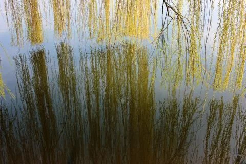 Reflection of Willow branches in the river water Stock Photos