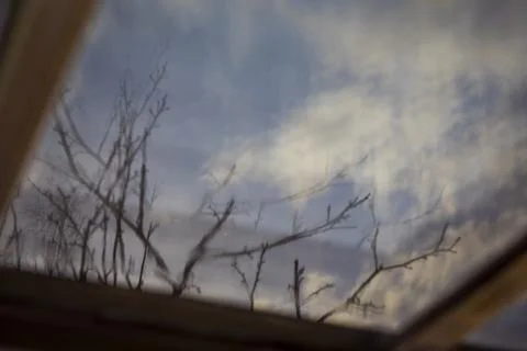 Reflection in the window glass of bare branches Stock Photos