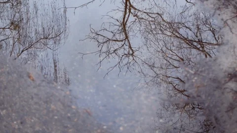 Reflection of a winter tree in a spring puddle on a cloudy day. Stock Footage 126875441