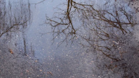 Reflection of a winter tree in a spring puddle on a cloudy day. 库存影片 126875446