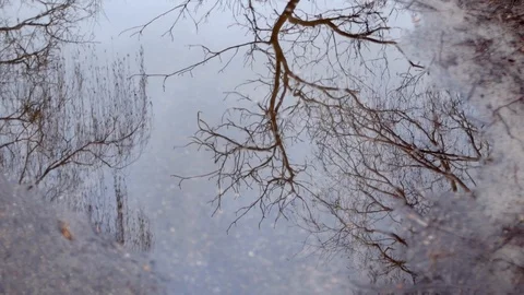 Reflection of a winter tree in a spring puddle on a cloudy day. 库存影片 126875452