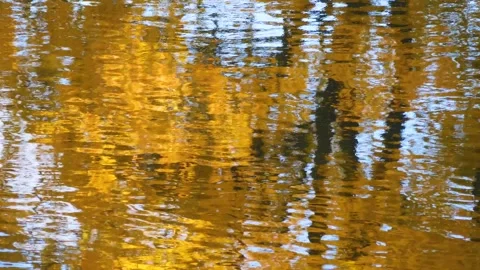 Reflection of yellow autumn trees in river water Stock Footage 287995679