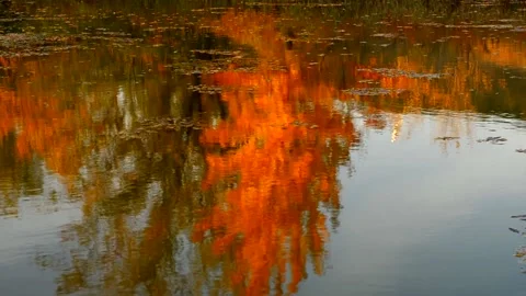 Reflection of yellow autumn trees in the water. Small ripples on the water Stock Footage 215574174