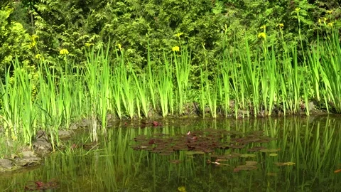 Reflection of yellow flowers Iris pseudacorus (yellow flag) in clear water. Stock Footage 196211889