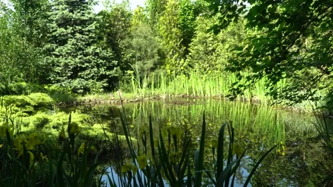 Reflection of yellow flowers Iris pseudacorus (yellow flag) in clear water. Stock Footage 196212378