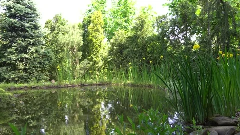 Reflection of yellow flowers Iris pseudacorus (yellow flag) in clear water. Stock Footage 286834569