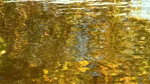 Reflection of yellow foliage. 스톡 동영상 12386458