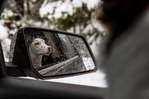 Reflection of a young dog in the rear-view side mirror of a car Stock Photos