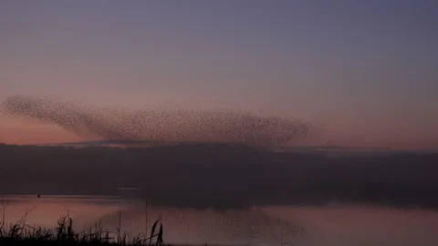 Reflections and flock of birds flying in the evening light England UK 4K Stock Footage 147900835