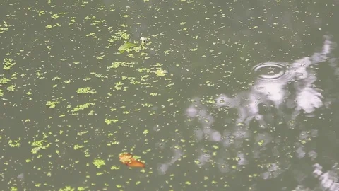 Reflections and Ripples on a stagnant cloudy pond Stock-Footage 79714367