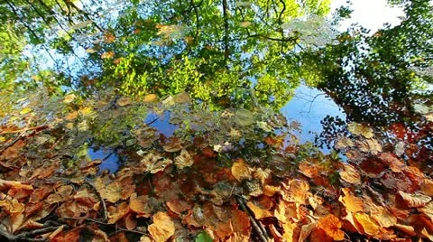 Reflections are in water Stock Footage 10836898