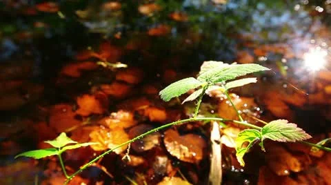 Reflections are in water Stock Footage 10836992