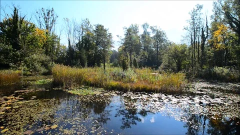Reflections in the autumn pond. Stock Footage