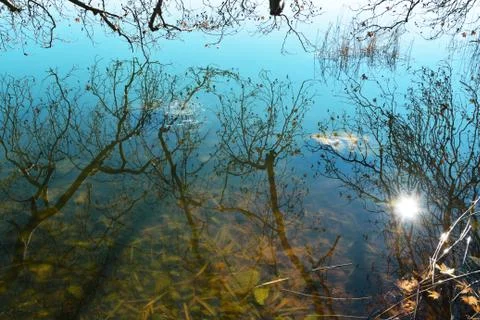 Reflections of bare tree branches and sun Foto stock