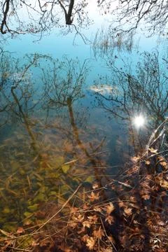 Reflections of bare tree branches and sun Stock Photos